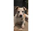 Adopt Ivy a Border Collie / Terrier (Unknown Type, Small) / Mixed dog in Gilmer