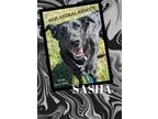 Adopt Sasha a Terrier (Unknown Type, Small) / Mixed Breed (Medium) / Mixed dog