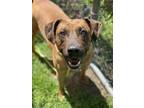 Adopt Henry *Bonded Pair* a White Black Mouth Cur / Mixed Breed (Medium) / Mixed