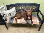 Adopt Patrick a American Pit Bull Terrier / Shepherd (Unknown Type) / Mixed dog