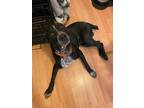 Adopt Hank CP a Labrador Retriever / Australian Cattle Dog / Mixed dog in