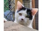 Adopt Gage a Domestic Shorthair / Mixed cat in Ellijay, GA (40129600)