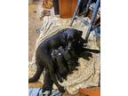 Adopt PUPPY FOSTERS or FOSTER-to-ADOPT NEEDED! a Black - with White Labrador