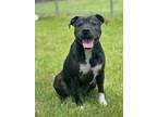 Adopt Ziggy a Terrier (Unknown Type, Small) / Mixed dog in Hartford City