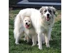 Adopt Willow a White Great Pyrenees / Mixed dog in Louisville, KY (39849182)