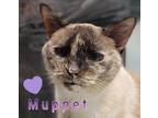 Adopt Muppet a Brown or Chocolate Siamese (short coat) cat in Colmar
