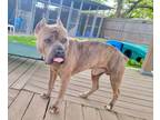 Adopt Clyde a Mastiff / Mixed dog in Freeport, NY (40888578)