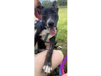 Adopt Evita a Labrador Retriever / Mixed dog in St. Francisville, LA (41127405)