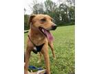 Adopt Wadsworth a Terrier (Unknown Type, Small) / Mixed dog in St.
