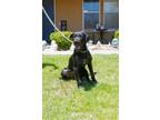 Adopt Freya a Black German Wirehaired Pointer / Mixed dog in Yuba City