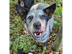 Adopt Ida Blue a Merle Australian Cattle Dog / Mixed dog in Dade City