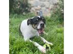 Adopt Petey a Tricolor (Tan/Brown & Black & White) Rat Terrier / Mixed dog in