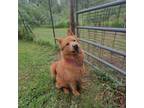 Adopt Mocha a Red/Golden/Orange/Chestnut Chow Chow / Shepherd (Unknown Type) /