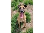 Adopt Raelynn a Tan/Yellow/Fawn - with Black Belgian Malinois / Mixed dog in