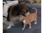 Adopt X-Man (Charles Xavier) a Orange or Red Tabby Tabby (short coat) cat in
