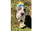 Adopt Phoenix a Gray/Silver/Salt & Pepper - with White American Pit Bull Terrier