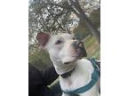 Adopt Little bit a White - with Gray or Silver American Pit Bull Terrier / Mixed