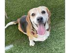 Adopt Mimi a Tricolor (Tan/Brown & Black & White) Beagle / Mixed dog in Creston