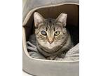 Adopt Tabatha a Brown Tabby Domestic Shorthair / Mixed cat in Pittsburgh