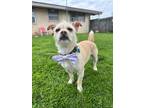 Adopt Roscoe a Tan/Yellow/Fawn Terrier (Unknown Type, Small) / Mixed Breed