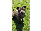 Adopt Lucy a Black Terrier (Unknown Type, Medium) / Mixed Breed (Medium) / Mixed