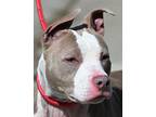 Adopt JASMINE a Tan/Yellow/Fawn - with White American Pit Bull Terrier / Mixed