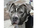 Adopt BOY a Gray/Silver/Salt & Pepper - with White American Pit Bull Terrier /