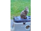 Adopt Scramble a Tortoiseshell American Shorthair / Mixed (short coat) cat in