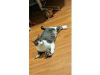 Adopt Bootsie a Brown Tabby Domestic Shorthair / Mixed cat in Rochester