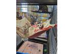 Adopt Birdie a Black & White or Tuxedo American Shorthair (short coat) cat in
