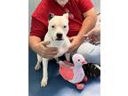 Adopt Clyde a Black - with White Staffordshire Bull Terrier / Mixed dog in