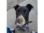 Adopt Reggie a Black - with White Blue Lacy/Texas Lacy / Mixed dog in Denver