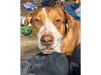 Adopt Louie a Tricolor (Tan/Brown & Black & White) Mixed Breed (Large) / Mixed