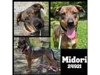 Adopt Midori a German Shepherd Dog / Australian Cattle Dog / Mixed dog in Oak