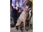 Adopt Keanu a Brown/Chocolate Husky / Mixed Breed (Medium) / Mixed (short coat)