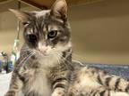 Adopt Sherman a Gray, Blue or Silver Tabby Domestic Shorthair (short coat) cat