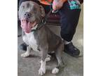 Adopt Lucy a Black American Pit Bull Terrier / Mixed Breed (Medium) / Mixed