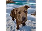 Adopt Hazel a Brindle American Staffordshire Terrier / Mixed Breed (Medium) /