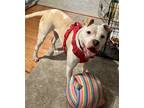 Adopt Pittsburgh a White American Staffordshire Terrier / Mixed Breed (Medium) /