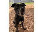 Adopt BETTY a Black Mixed Breed (Small) / Mixed Breed (Medium) / Mixed (short