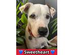 Adopt Freeda a White Boxer / Mixed Breed (Medium) / Mixed (short coat) dog in