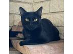 Adopt Mystique a All Black Bombay / Mixed Breed (Medium) / Mixed (short coat)