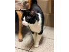 Adopt Tippy a White Domestic Shorthair / Mixed Breed (Medium) / Mixed (short
