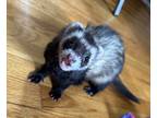 Adopt Snail a Sable Ferret (short coat) small animal in Kerhonkson