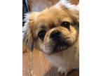 Adopt Beeker a Red/Golden/Orange/Chestnut Pekingese / Pomeranian / Mixed dog in