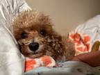 Adopt Mira a Brown/Chocolate - with White Miniature Poodle / Mixed dog in