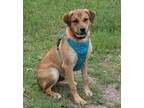 Adopt Petey a Tan/Yellow/Fawn - with Black Labrador Retriever / Black Mouth Cur