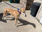 Adopt Davy a Red/Golden/Orange/Chestnut Greyhound / Mixed dog in Livonia