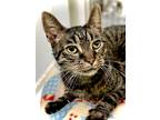 Adopt Sabastian a Domestic Shorthair / Mixed (short coat) cat in Estherville