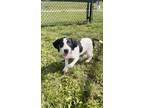 Adopt Blueberry a White Mixed Breed (Small) / Mixed Breed (Medium) / Mixed